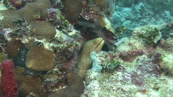 Moray eel in sea — Stock Video