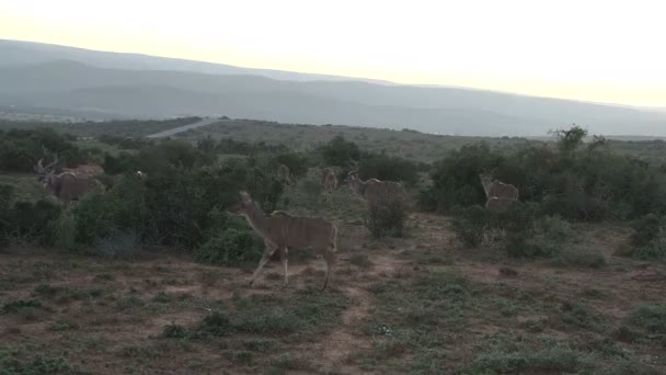 Sudáfrica Vida silvestre — Vídeo de stock