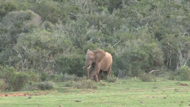 Stora vackra elefant — Stockvideo