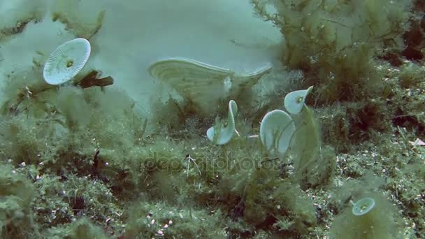 Récif Coupe des sirènes dans le sable sur le fond — Video