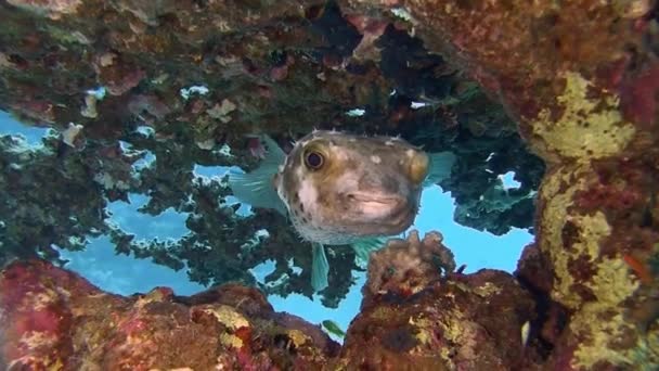 Pez globo espinoso escondido en el arrecife de coral — Vídeos de Stock