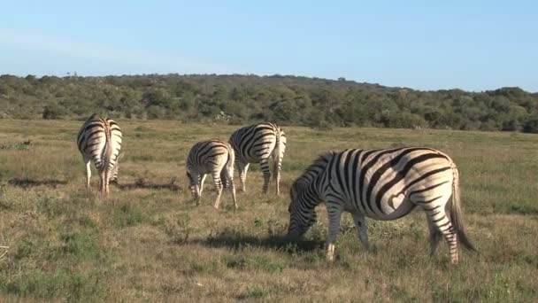 Zebras grasen in der grünen Savanne — Stockvideo