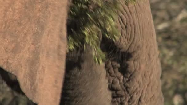 Stora vackra elefant — Stockvideo