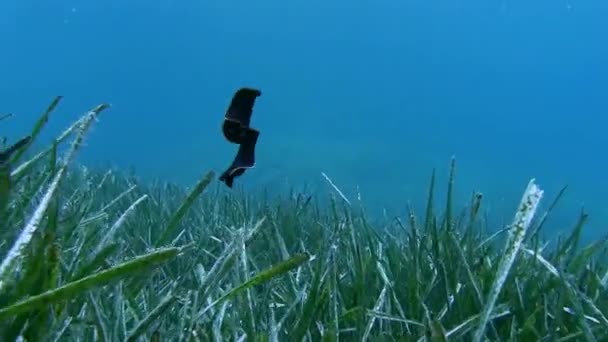 Nudibranch no mar Mediterrâneo — Vídeo de Stock