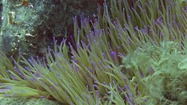 Anemone in Mediterranean sea — Stock Video