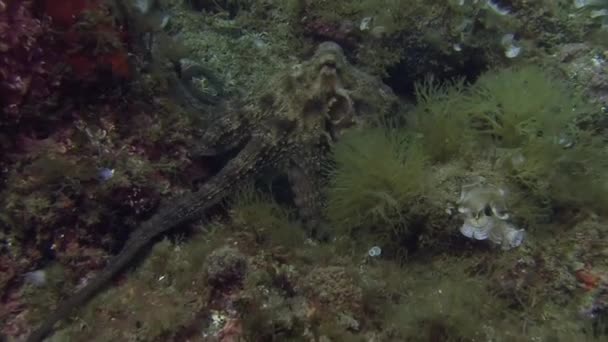 Octopus in Mediterranean sea — Stock Video