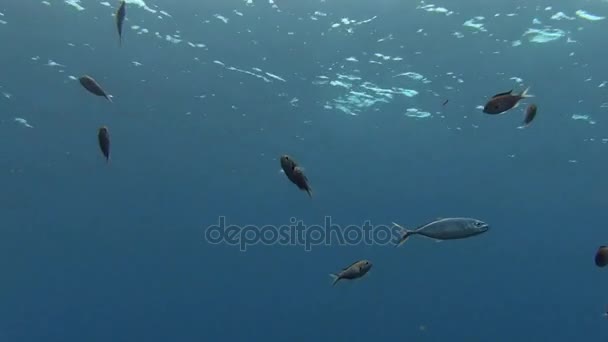 School of fish in sea — Stock Video