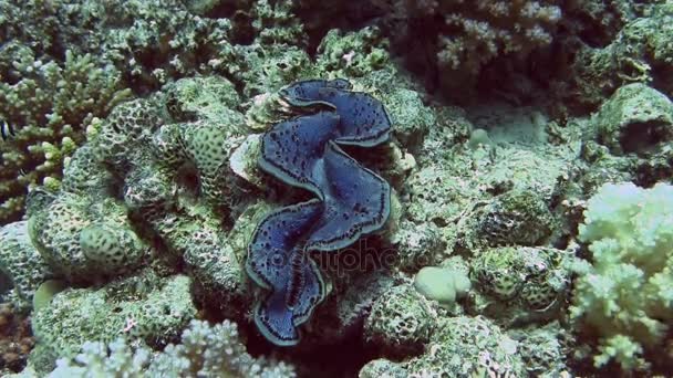 Peces azules de coral duro y arrecife — Vídeo de stock