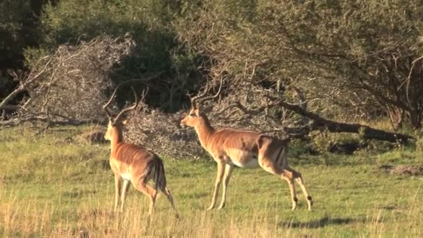 组的野生鹿 — 图库视频影像