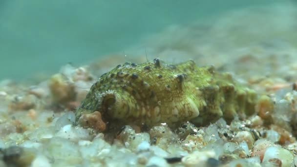 Cangrejo ermitaño en el mar Mediterráneo — Vídeos de Stock