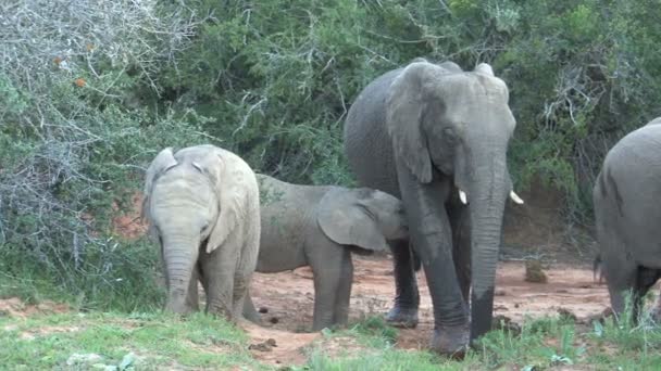 Group of beautiful elephants — Stock Video