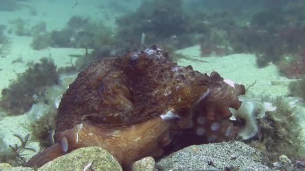 Осьминог в Средиземном море — стоковое видео