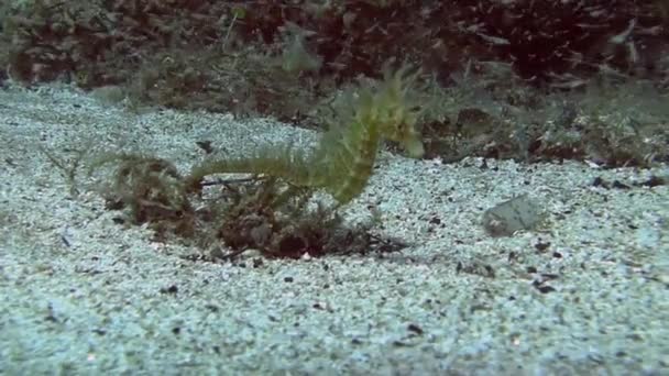 Морской конёк на дне в песке — стоковое видео