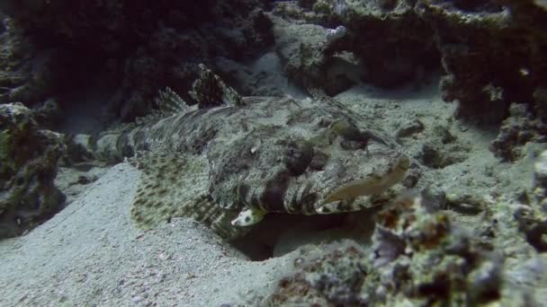 Poisson crocodile sur fond sablonneux — Video