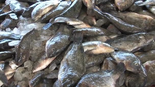 在斯里兰卡的鲜鱼市场 — 图库视频影像