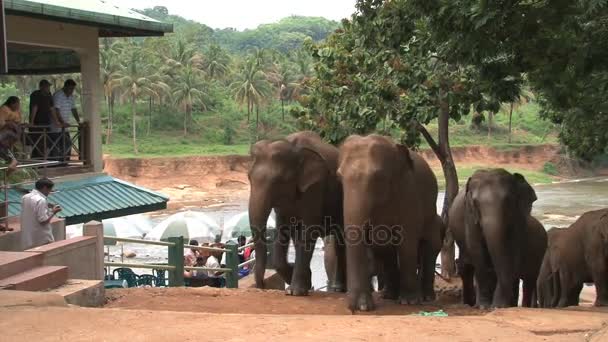 Grupo de elefantes andando rua abaixo — Vídeo de Stock