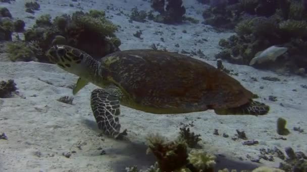 Zwemmen schildpad boven koraalrif — Stockvideo