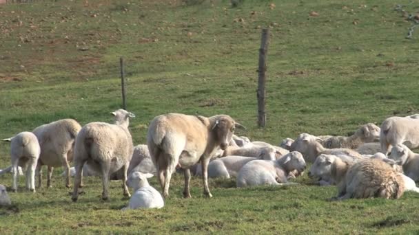Овцы в замке Бентхайм — стоковое видео