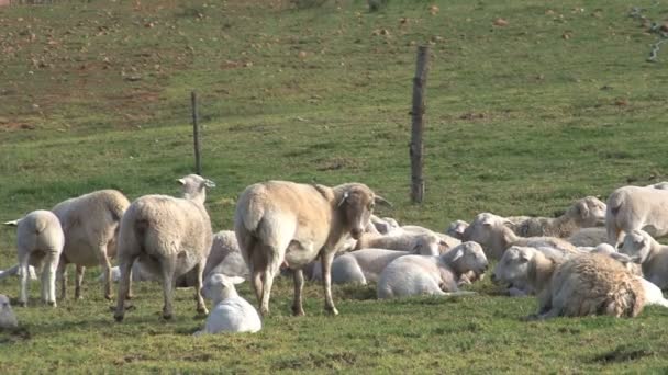 Sheeps in castle of Bentheim — Stock Video