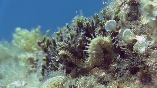 White Seahorse in Mediterranean sea — Stock Video