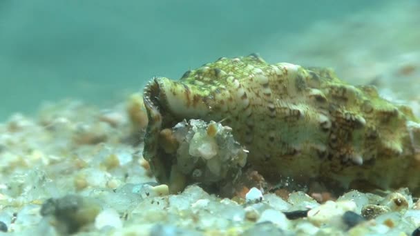 Cangrejo ermitaño en el mar Mediterráneo — Vídeos de Stock