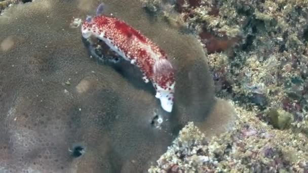 裸鳃亚目，在阿拉伯海中潜水 — 图库视频影像
