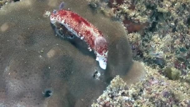 Nudibranchia, duiken in de Arabische Zee — Stockvideo