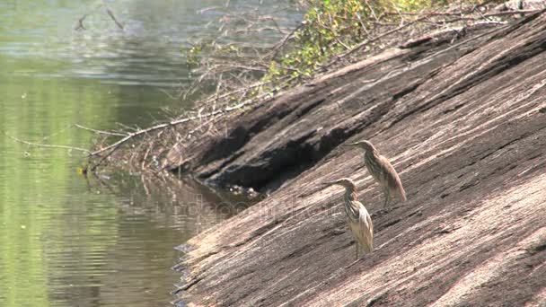 河边的两只鸟 — 图库视频影像