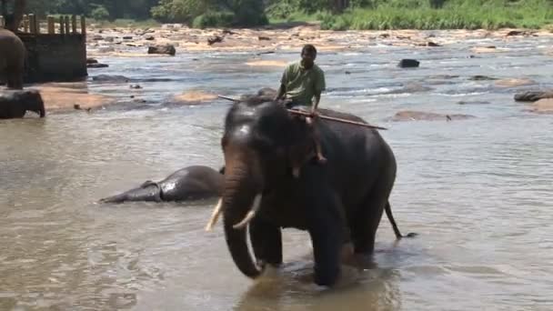 Elefánt a folyó állandó lovas