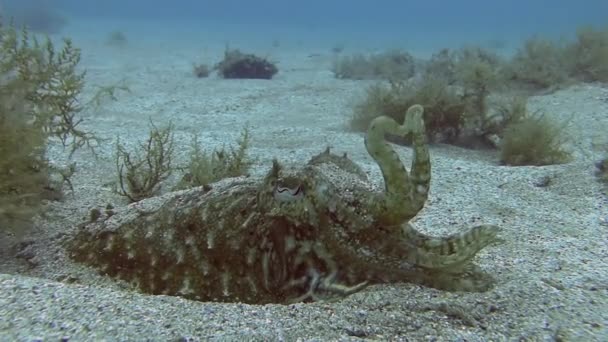 Mergulho no mar Mediterrâneo — Vídeo de Stock