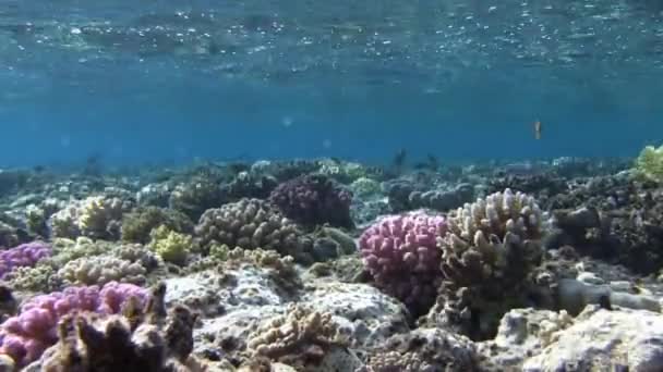 Kleurrijke vissen zwemmen in de buurt van coral reef — Stockvideo