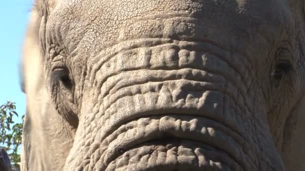 Szép elefánt közelről — Stock videók
