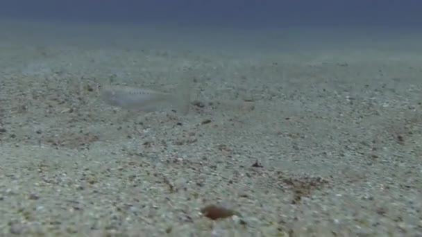 布拉瓦海岸，潜水地中海 — 图库视频影像