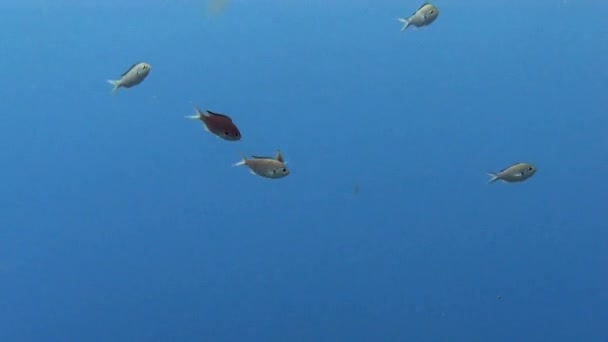 School van vis in zee — Stockvideo