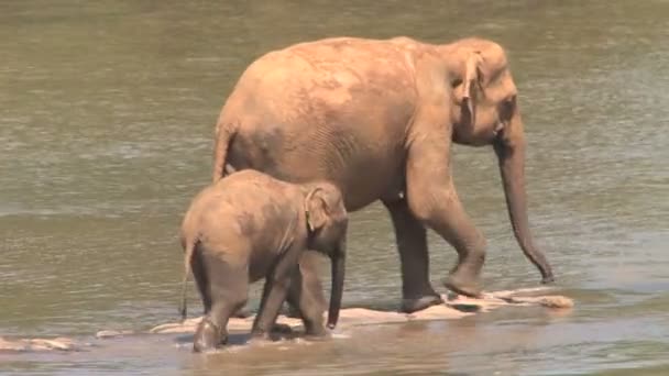 Éléphants marchant dans la rivière — Video