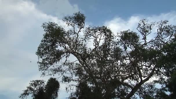 Murciélagos volando alrededor del árbol — Vídeos de Stock