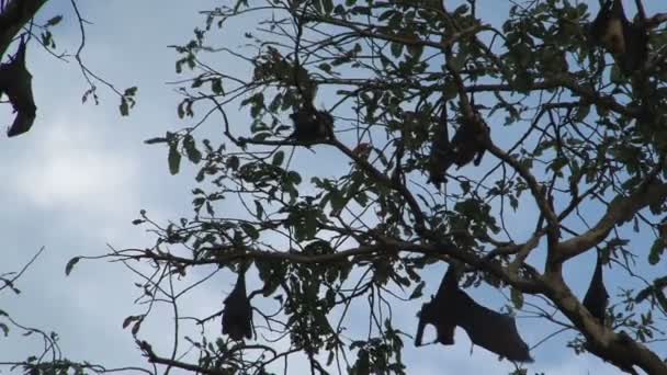 Murciélagos colgando del árbol — Vídeos de Stock