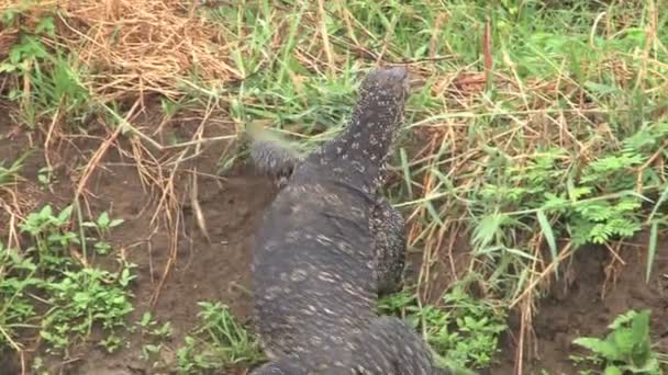 Komodovaraan klimmen uit water — Stockvideo