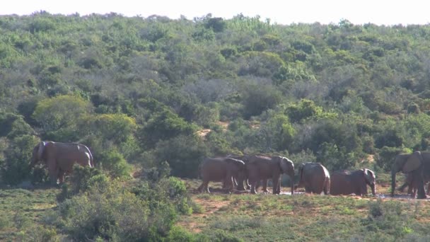Grupo de hermosos elefantes — Vídeos de Stock