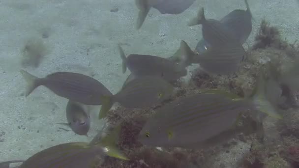 Scuola di pesce nel Mediterraneo — Video Stock