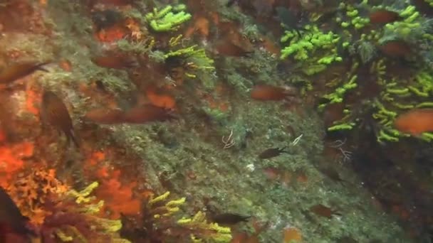 Arrecifes de aguas profundas — Vídeos de Stock