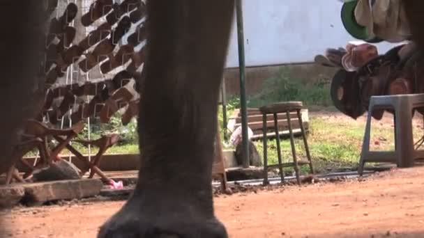 Groupe d'éléphants marchant dans la rue — Video