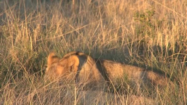 Piękny lew dzikich — Wideo stockowe