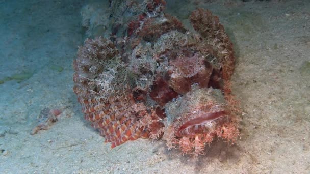 Красный Scorpionfish лежа на дне моря — стоковое видео