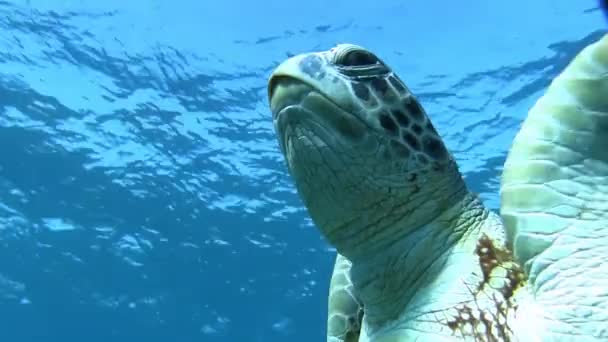 Schildpad zwemmen in de buurt van wateroppervlak — Stockvideo