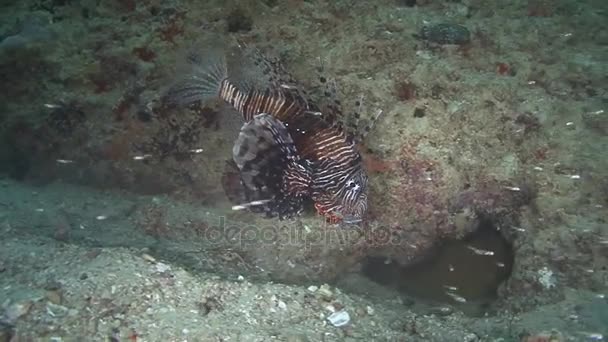 Omán, sumergiéndose en el mar Arábigo — Vídeo de stock