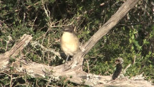 Filmmaterial Von Schönen Vogel Auf Baum — Stockvideo