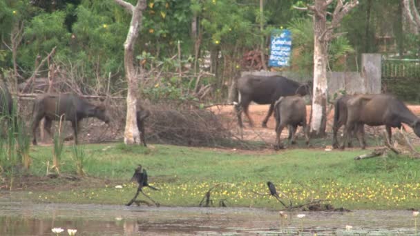 Buffalo staren in lens — Stockvideo