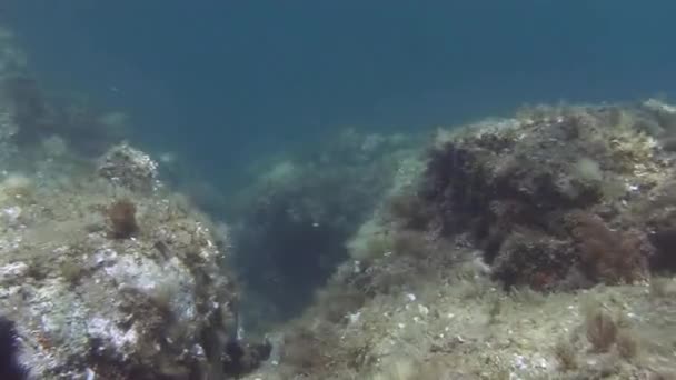 Costa Brava, mar Mediterrâneo de mergulho — Vídeo de Stock