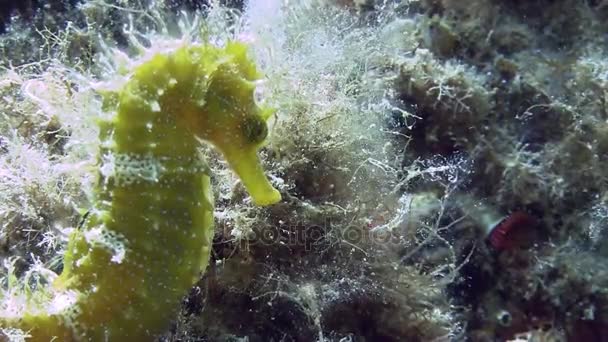 Costa Brava, plongée Mer Méditerranée — Video